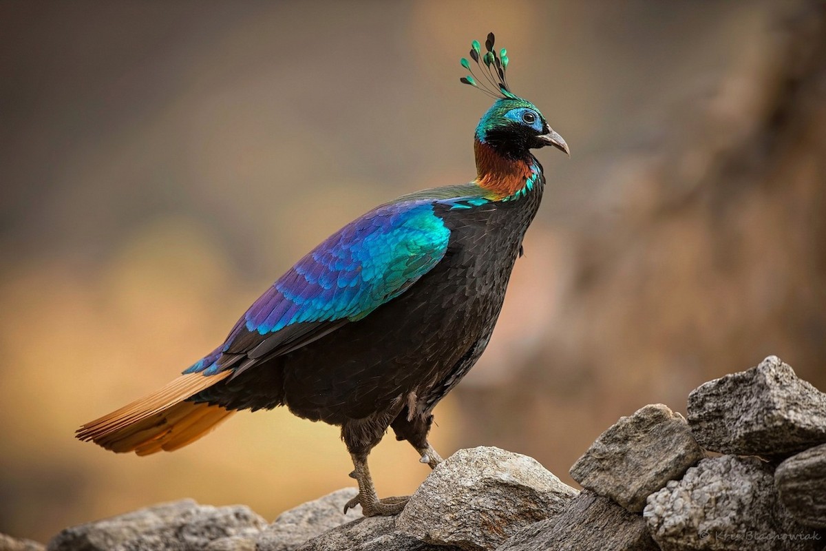 Himalayan Monal - ML205184811