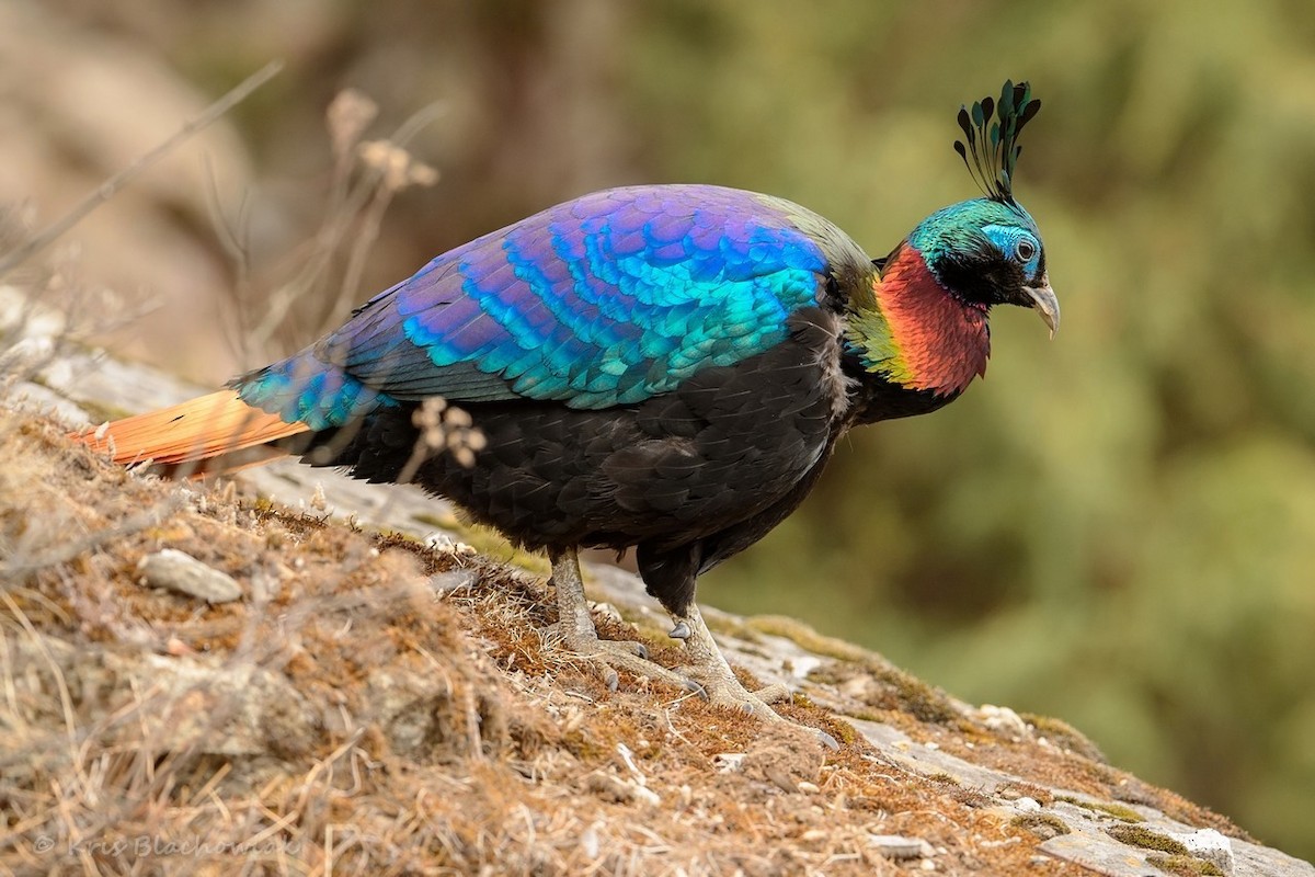 Himalayan Monal - ML205184831