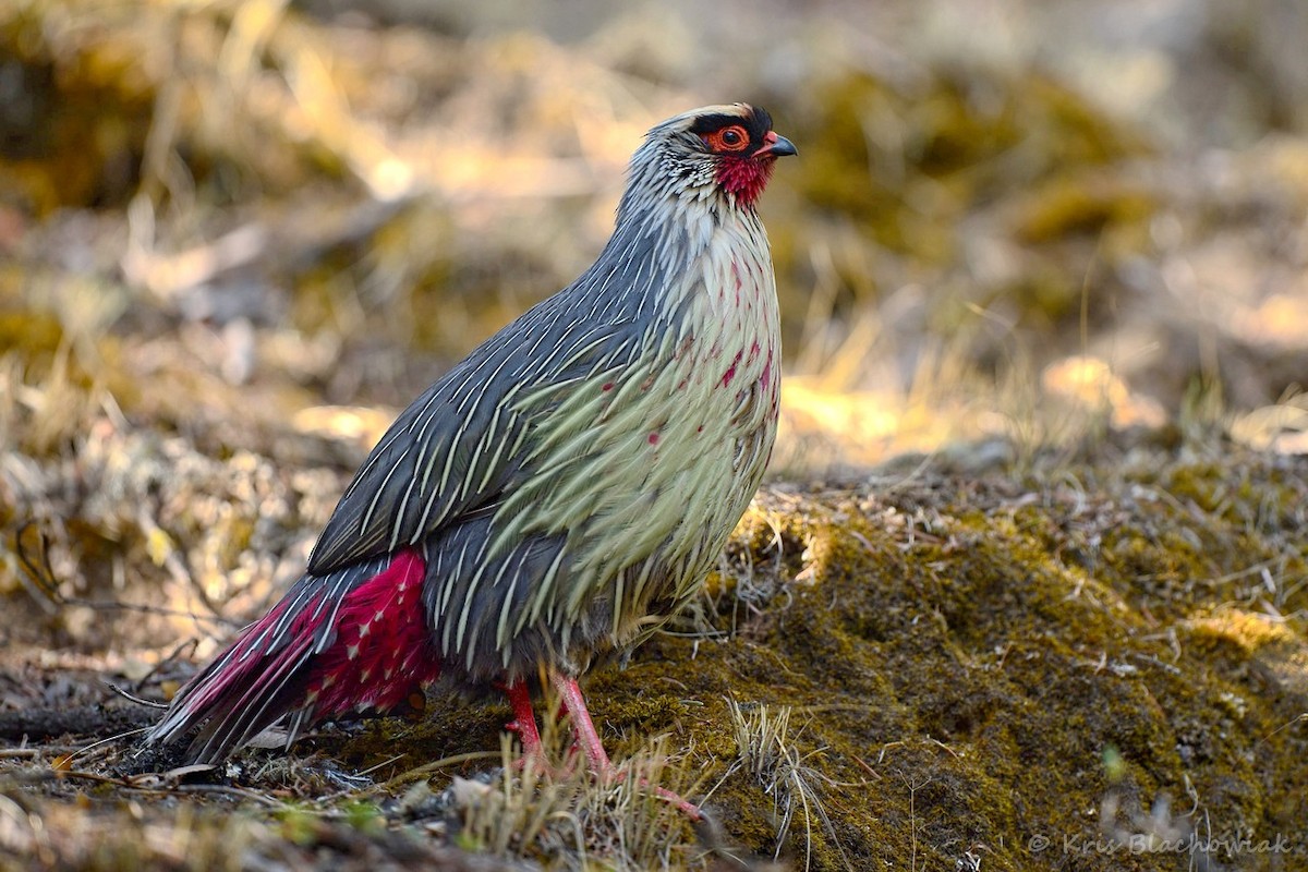 Blood Pheasant - ML205184881