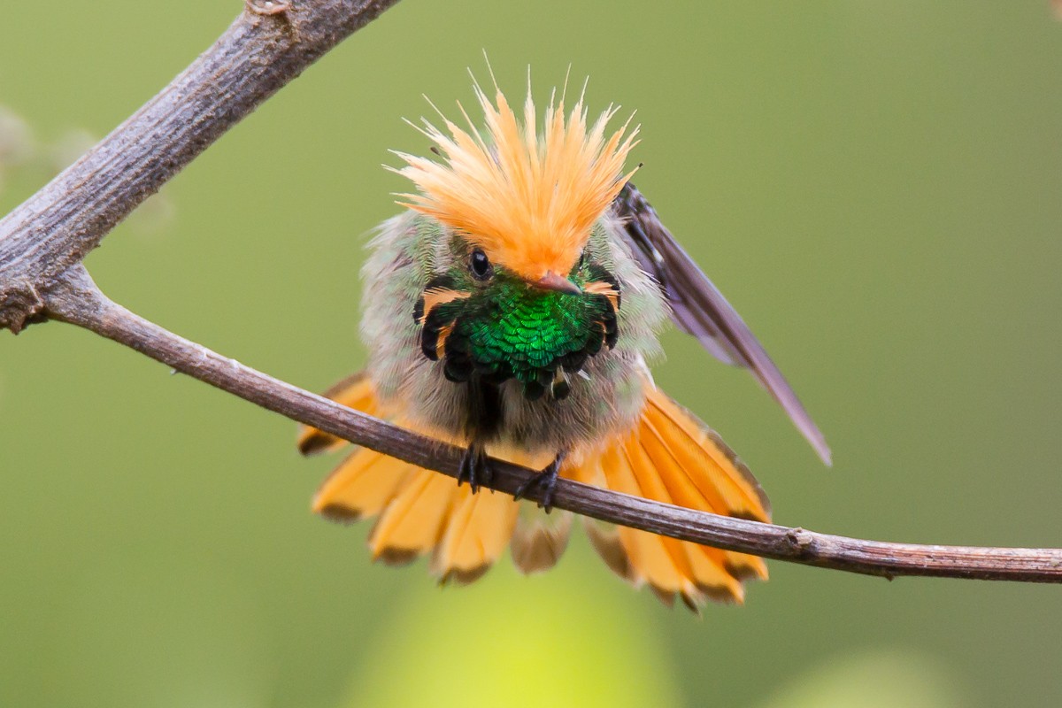 Rufous-crested Coquette - ML205184961