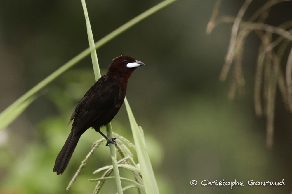 Silver-beaked Tanager - ML205185931