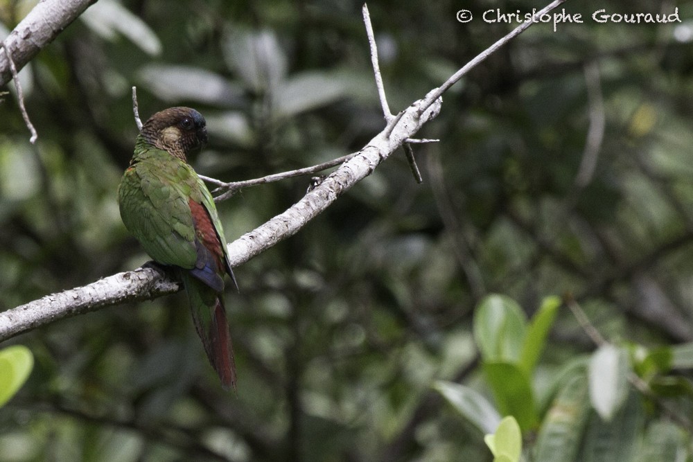 アカオウロコインコ（picta） - ML205185991