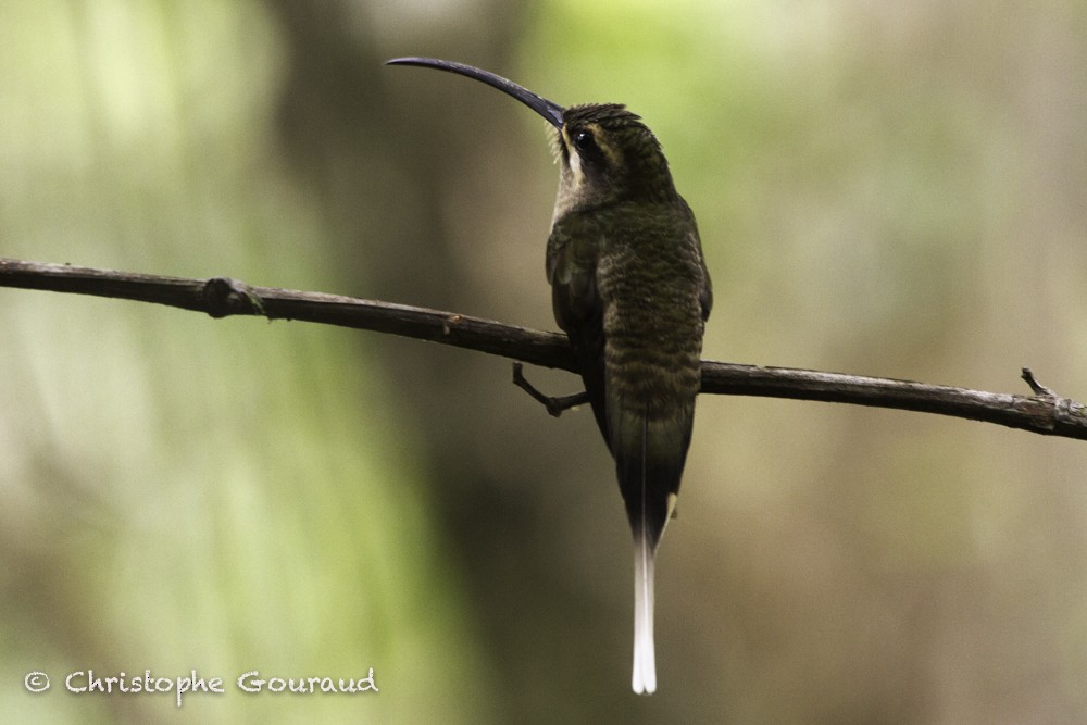 Great-billed Hermit (Great-billed) - ML205186001