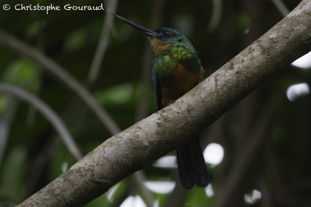 Green-tailed Jacamar - ML205186131