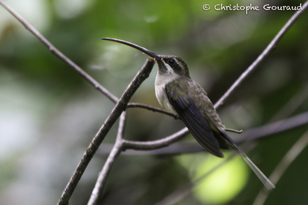 Great-billed Hermit (Great-billed) - ML205186201