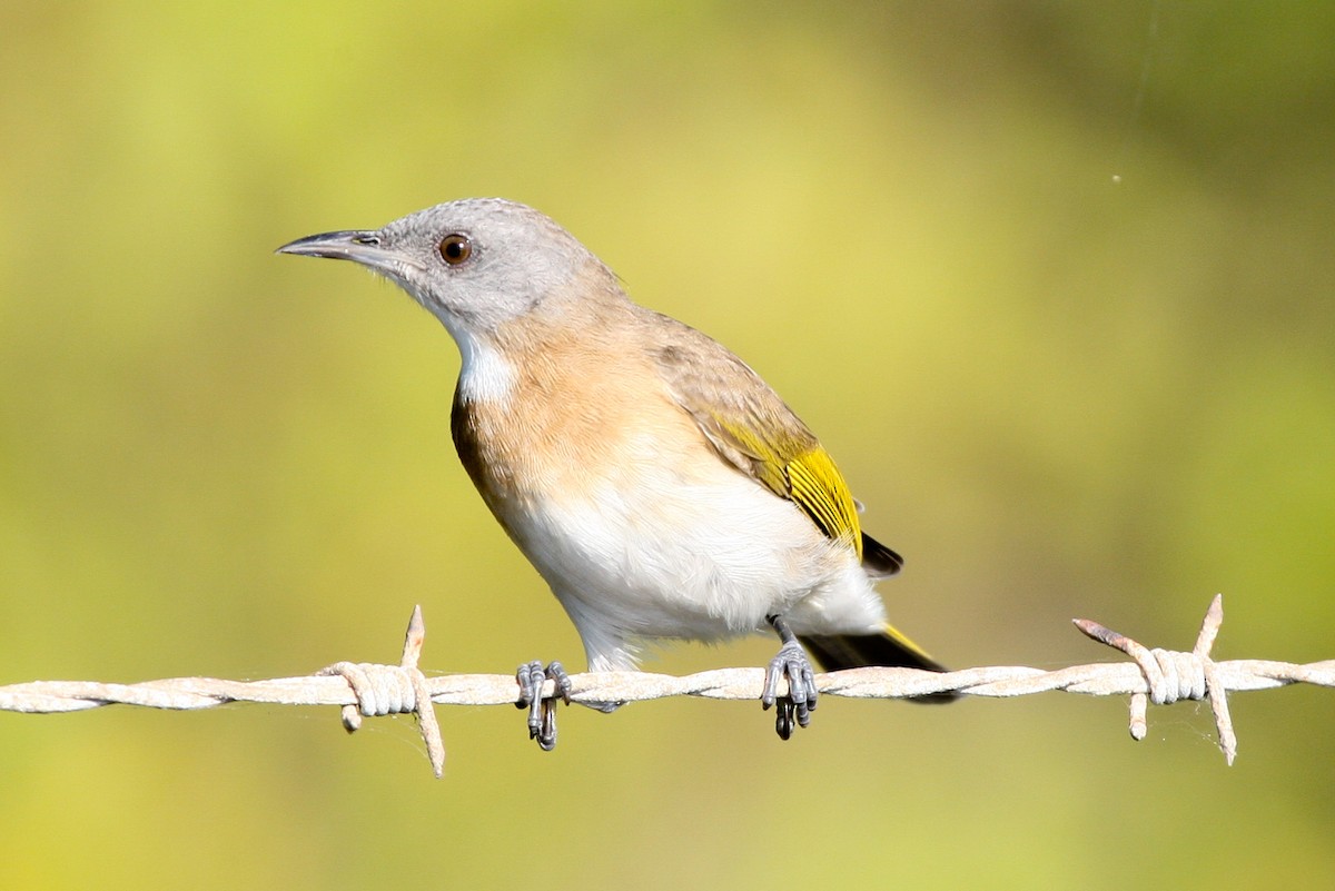 Rufous-banded Honeyeater - ML205187121