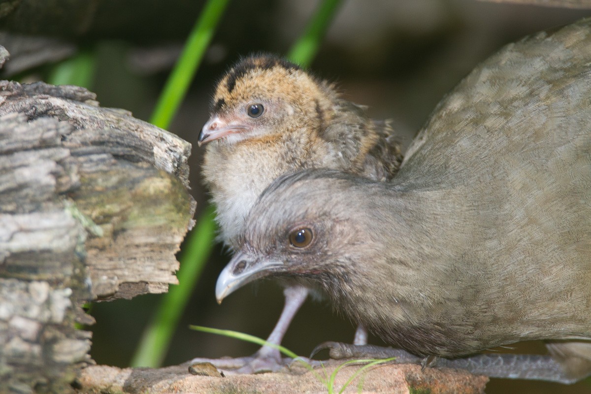 Plain Chachalaca - ML205187261