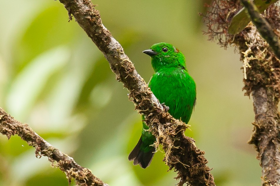 Glistening-green Tanager - ML205187291