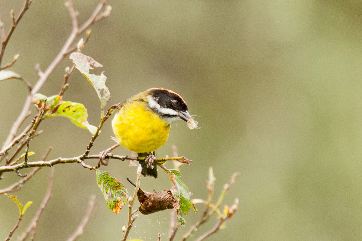 Atlapetes Bigotudo (albofrenatus) - ML205187451