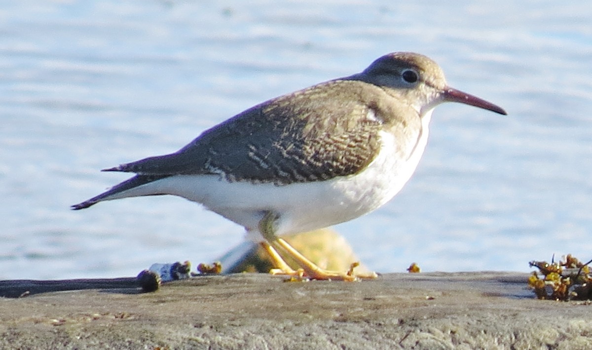 Spotted Sandpiper - James Hirtle