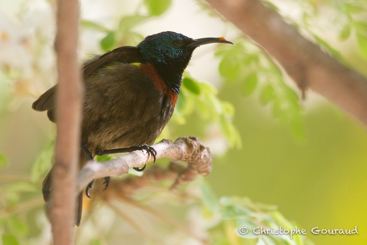 Souimanga Sunbird (Abbott's) - ML205188751