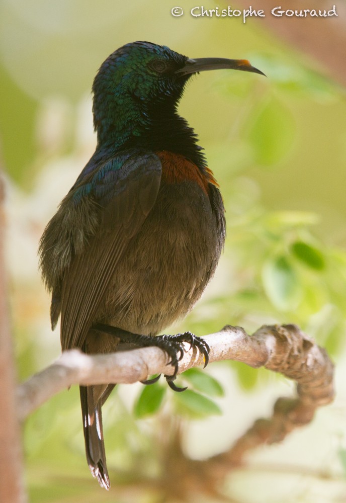 Malegassennektarvogel (abbotti/buchenorum) - ML205188761