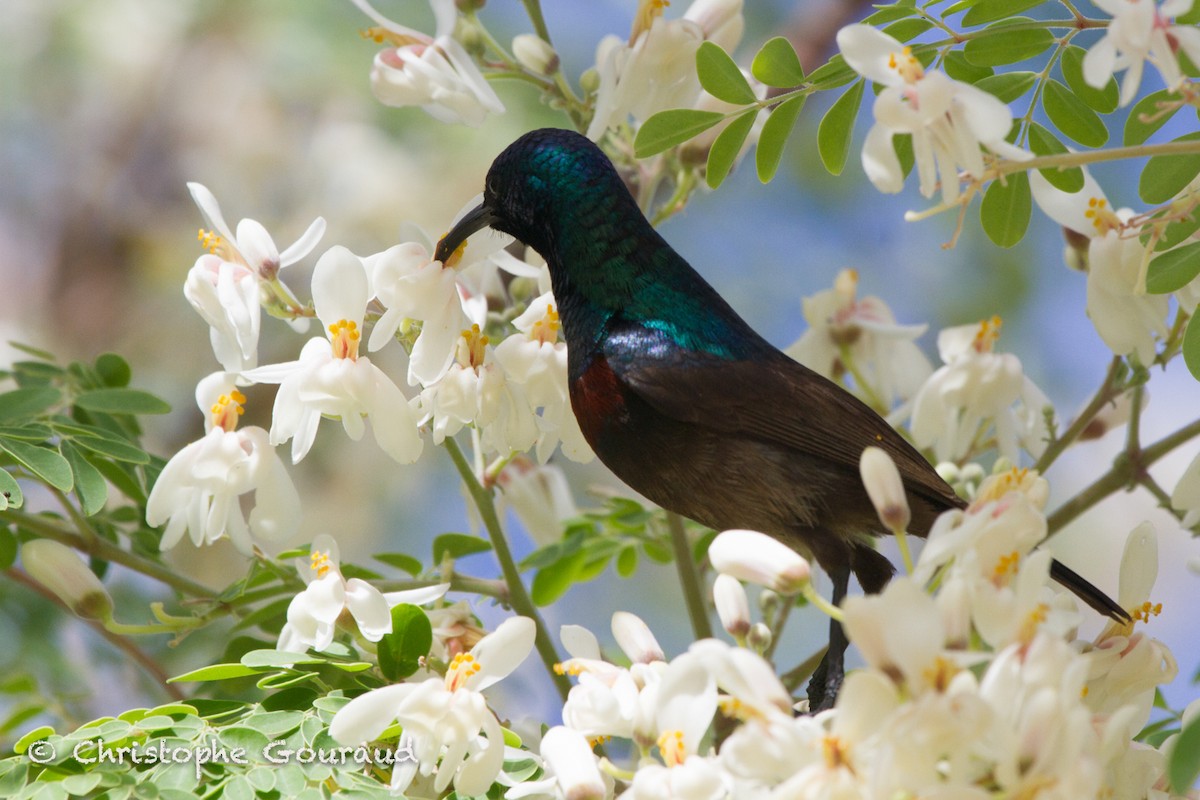 Souimanga Sunbird (Abbott's) - ML205188781