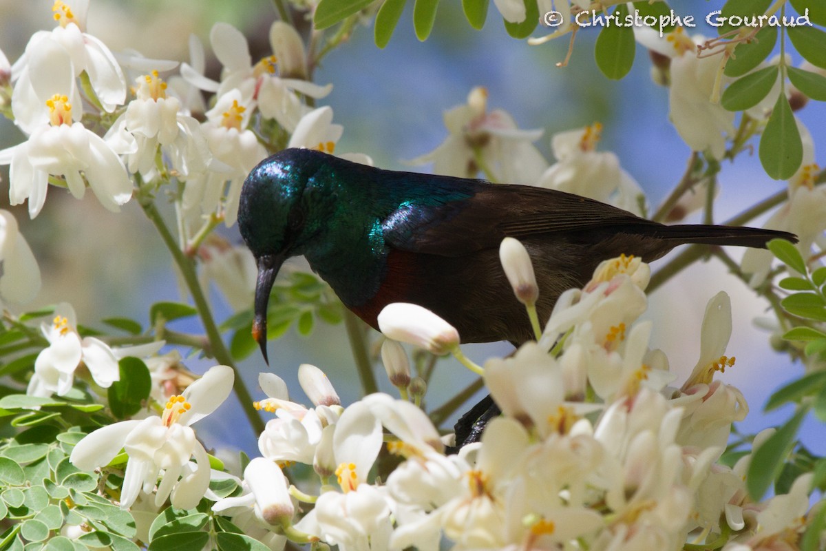 Souimanga Sunbird (Abbott's) - ML205188791