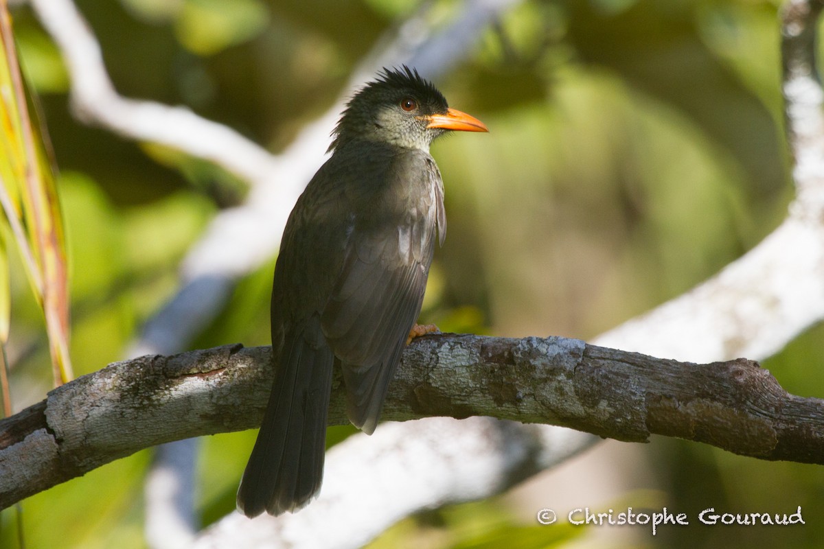 Seychelles Bulbul - ML205189001