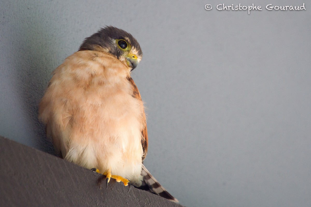 Seychelles Kestrel - ML205189161