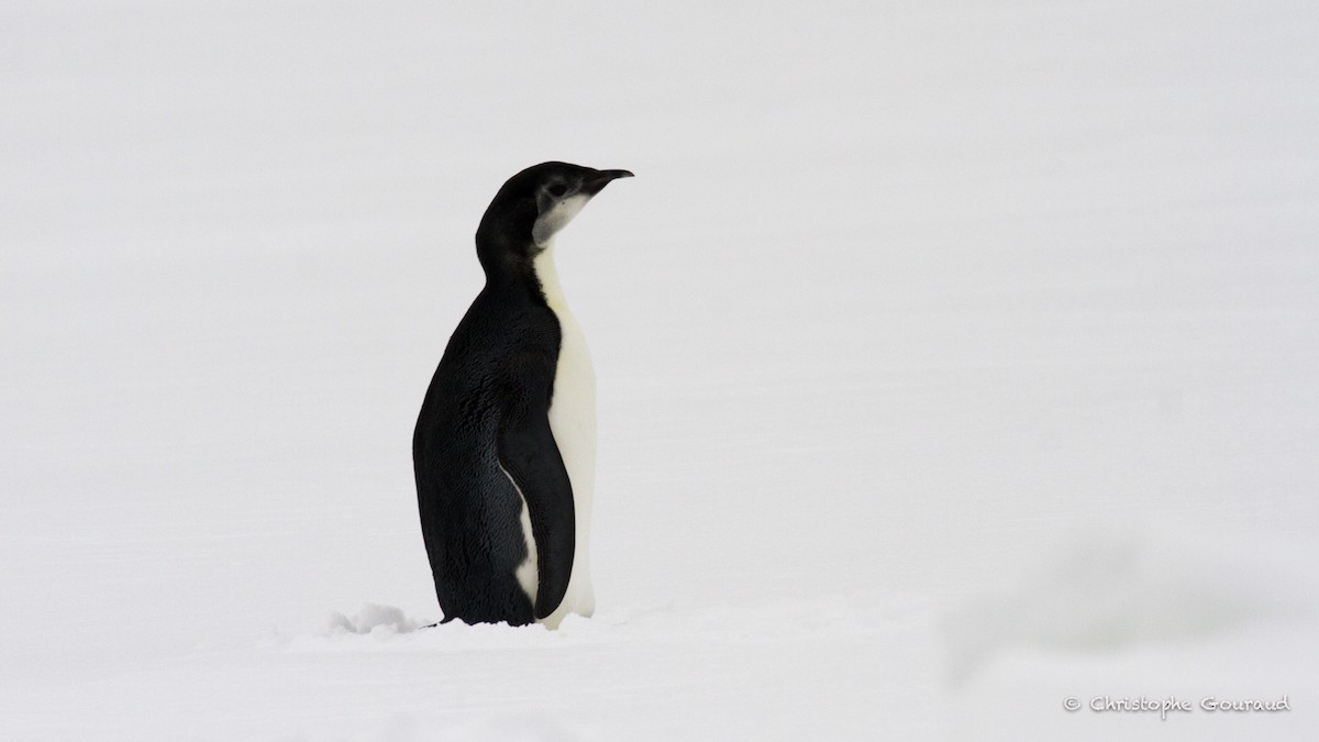 Pingüino Emperador - ML205189201