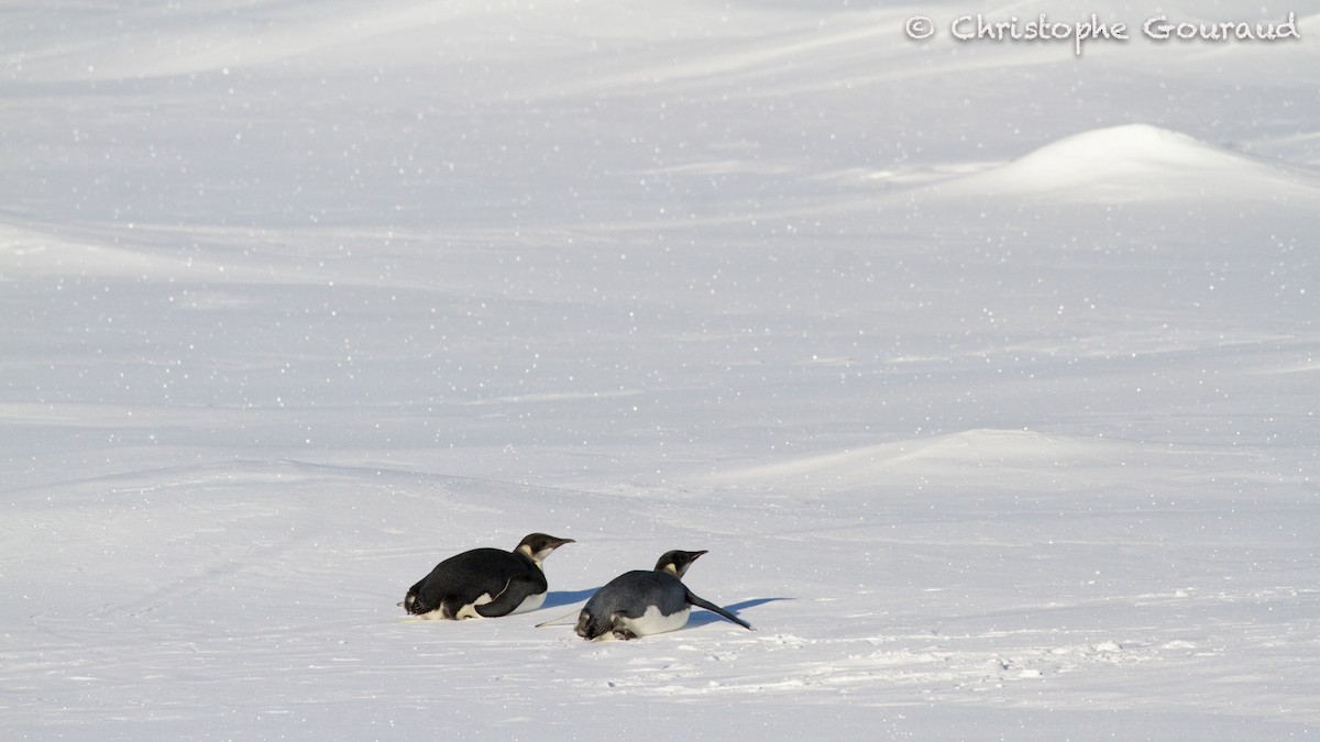 Emperor Penguin - ML205189211