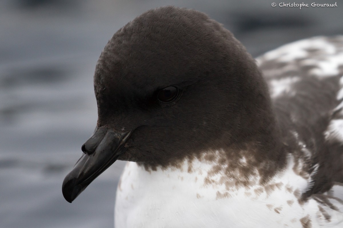 Cape Petrel (Antarctic) - ML205189351