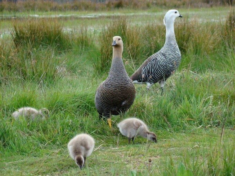 Upland Goose - ML205189581