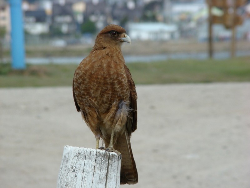 Chimango Caracara - ML205189701