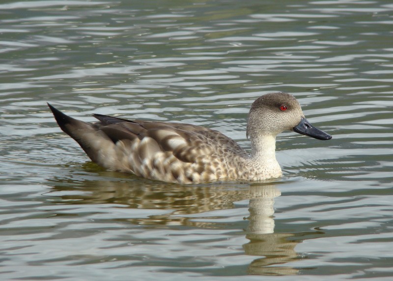 Crested Duck - Christophe Gouraud