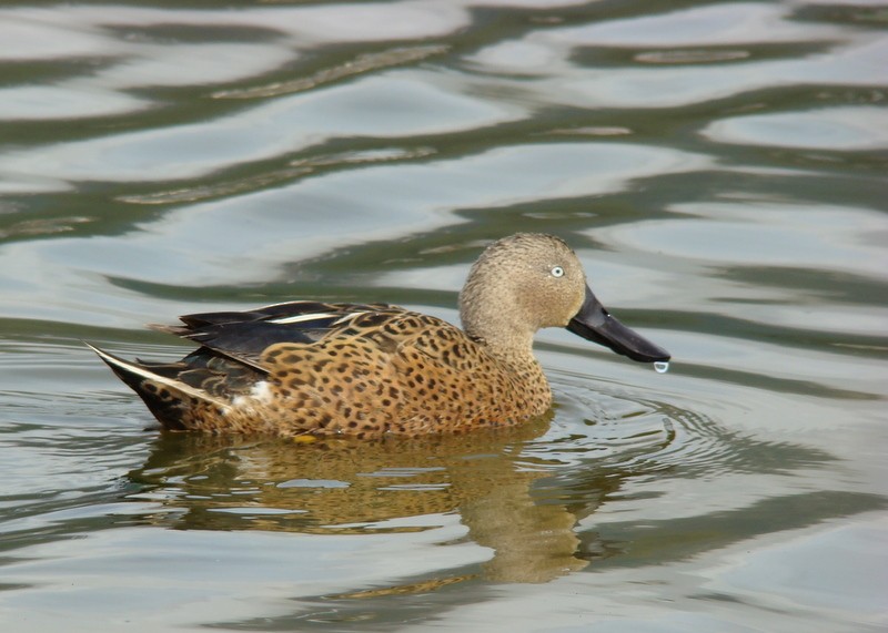 Red Shoveler - Christophe Gouraud