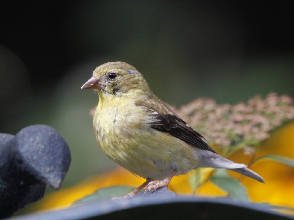 Chardonneret jaune - ML205190121