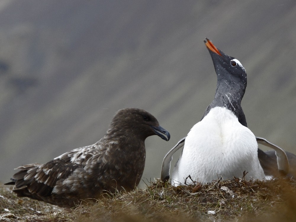 Brown Skua (Subantarctic) - ML205190131