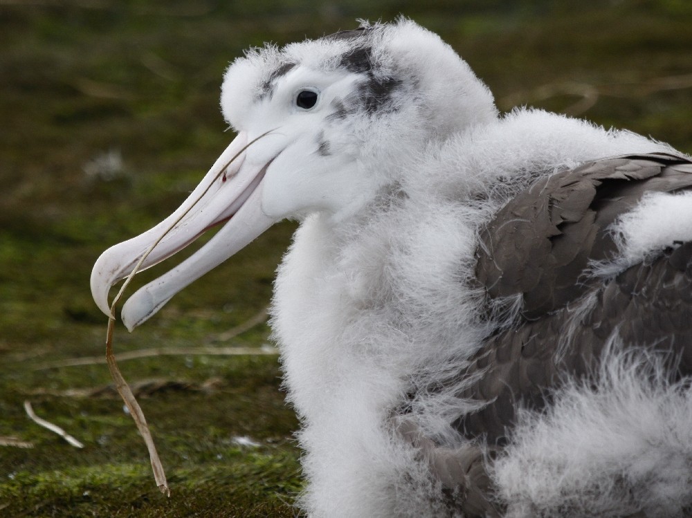 Snowy Albatross - ML205190551