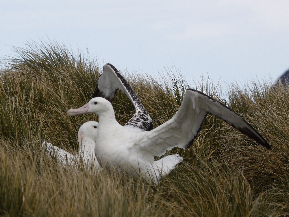 albatros stěhovavý - ML205190581