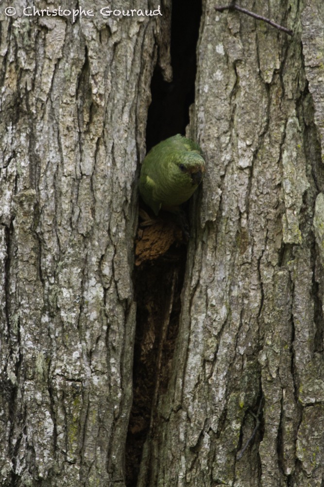 Austral Parakeet - Christophe Gouraud