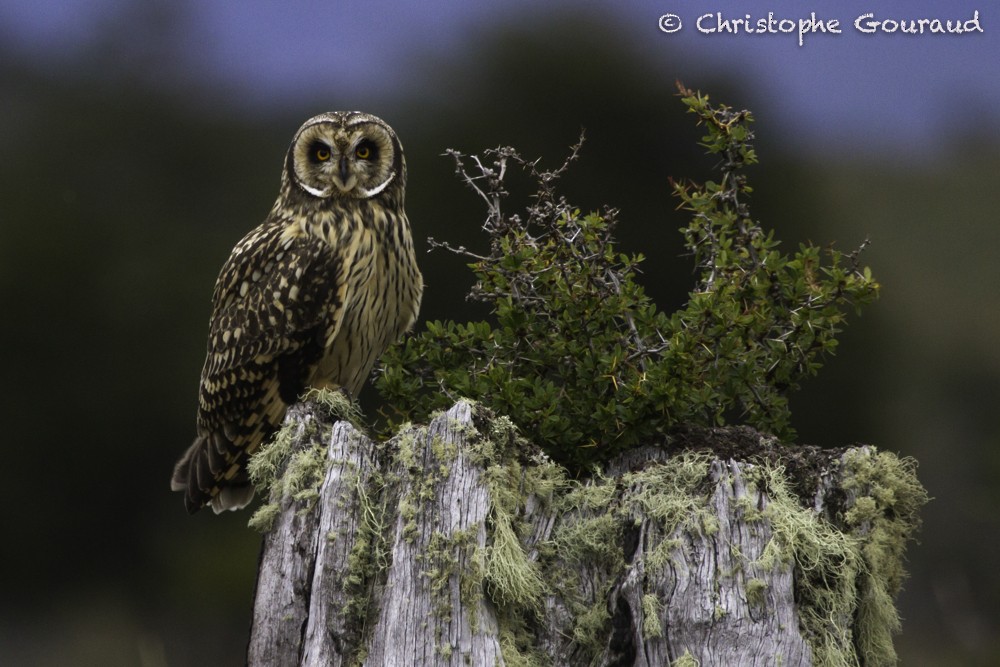 Short-eared Owl (South American) - Christophe Gouraud