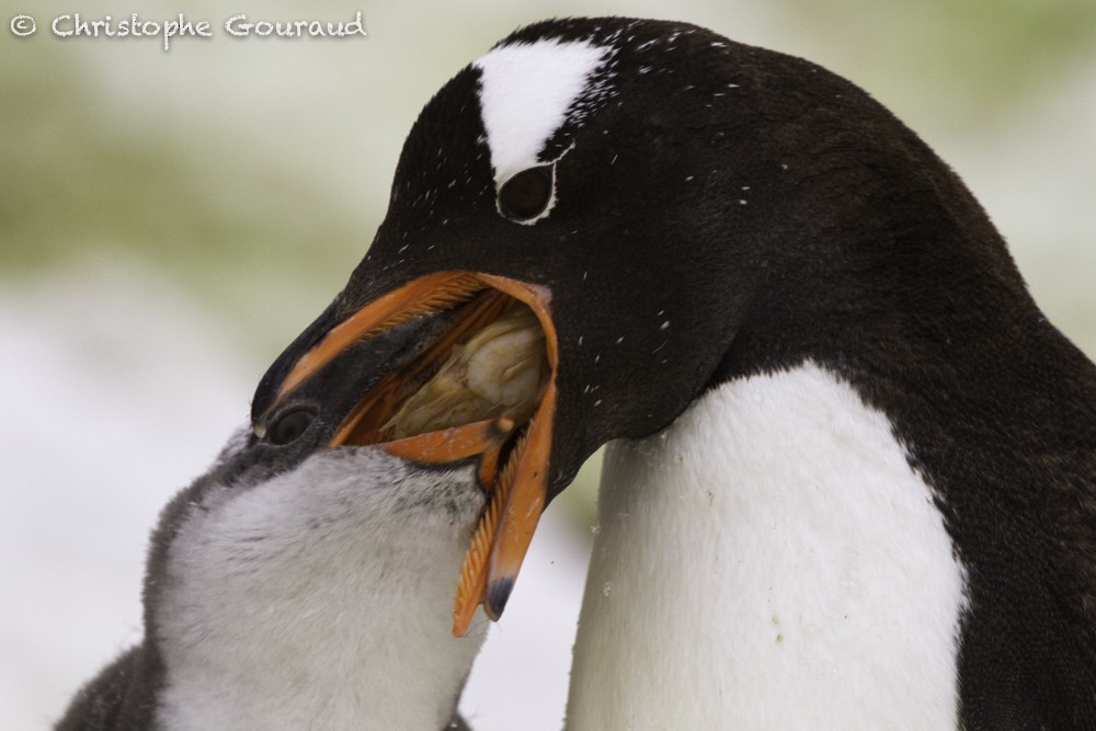 Pingüino Juanito - ML205191181