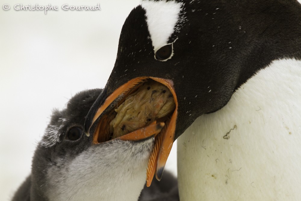 Pingüino Juanito - ML205191191