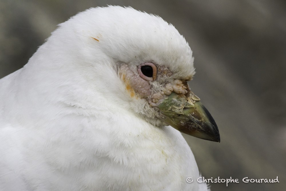 Snowy Sheathbill - ML205191271