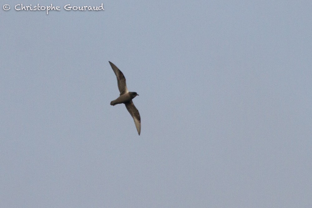 Kerguelen Petrel - ML205191421