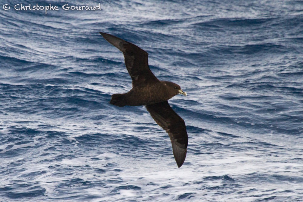 White-chinned Petrel - ML205191431