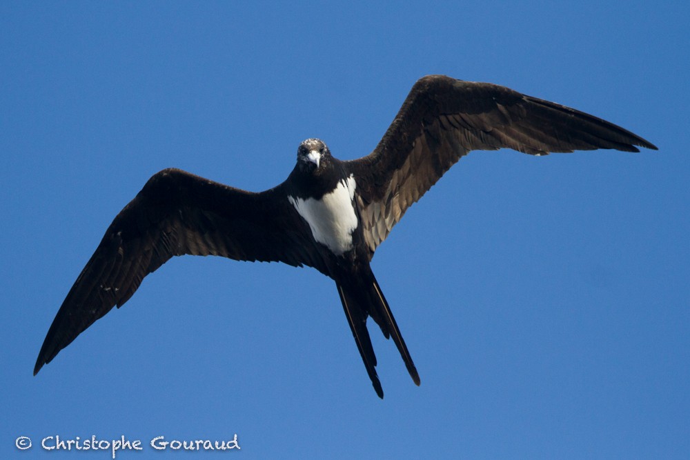 Ascension Frigatebird - Christophe Gouraud