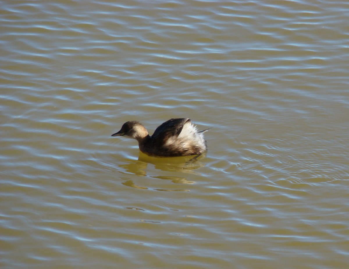 Little Grebe (Little) - ML205192451