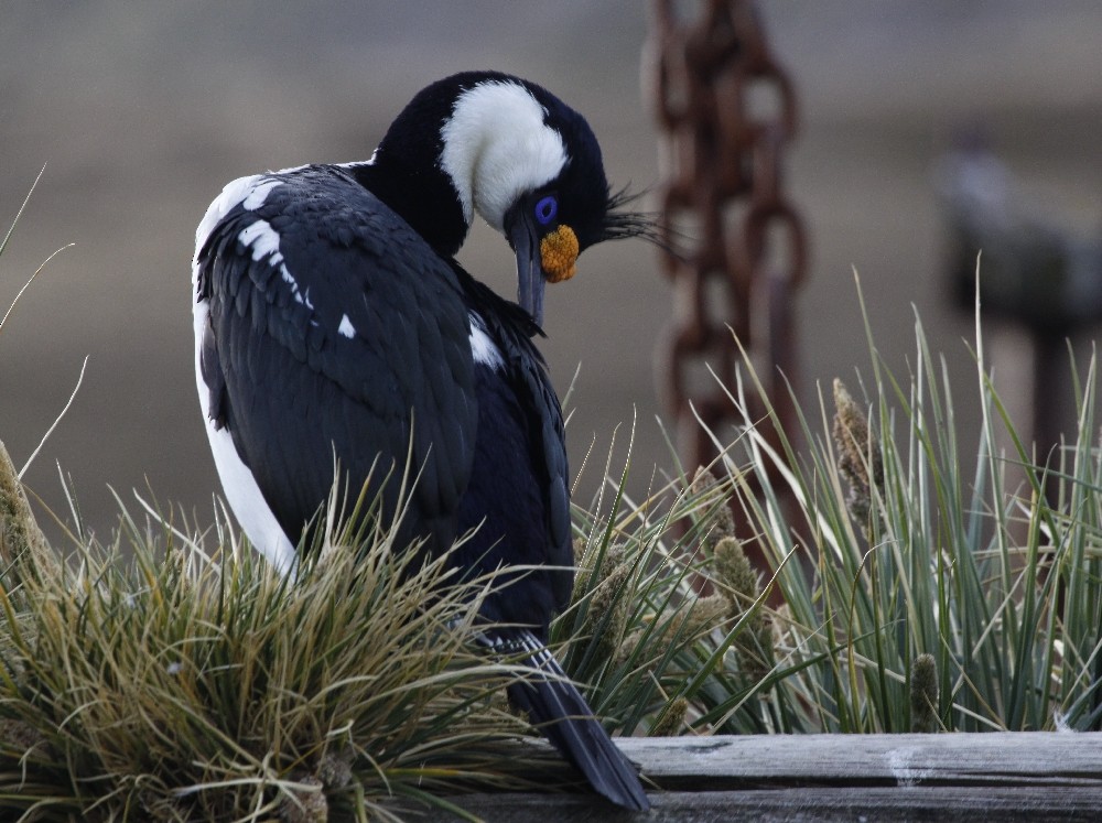 South Georgia Shag - Christophe Gouraud