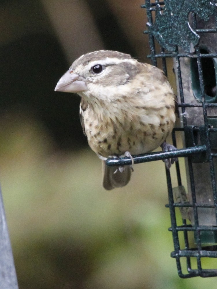 Rose-breasted Grosbeak - ML205193061