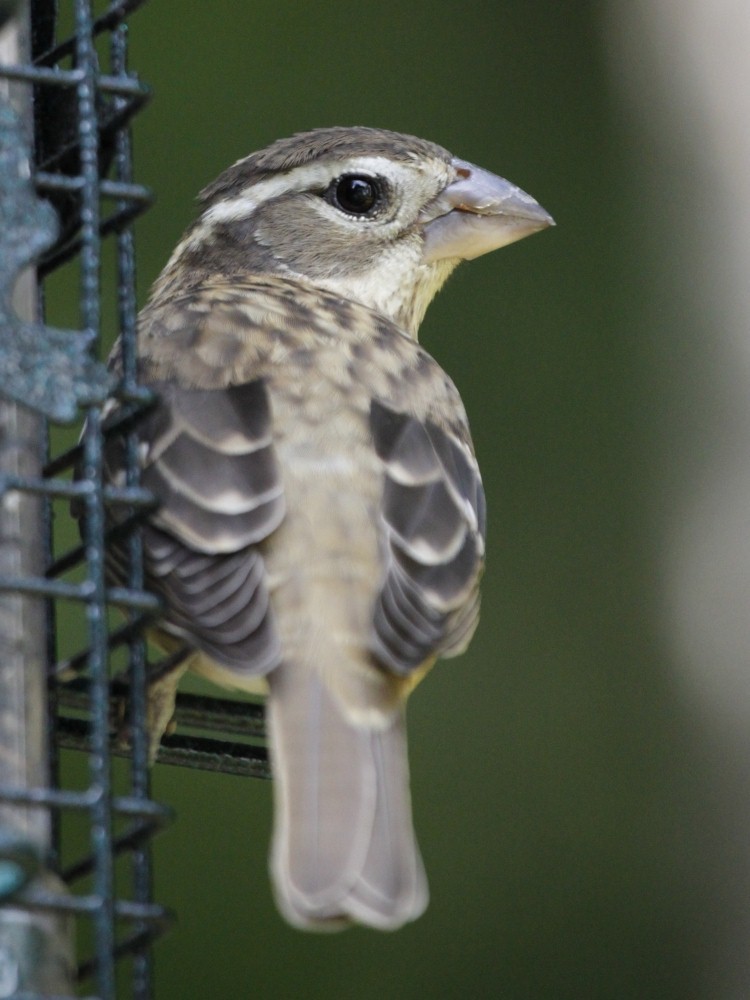 Rose-breasted Grosbeak - ML205193071