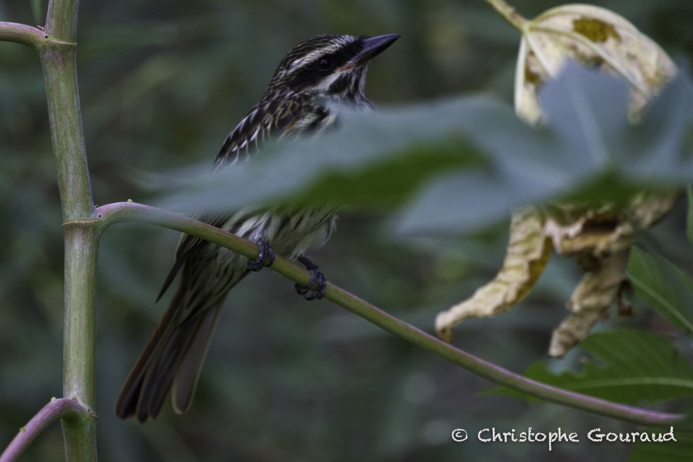 Streaked Flycatcher (Southern) - ML205193371