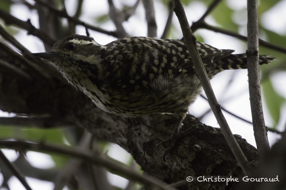 Checkered Woodpecker - ML205193391