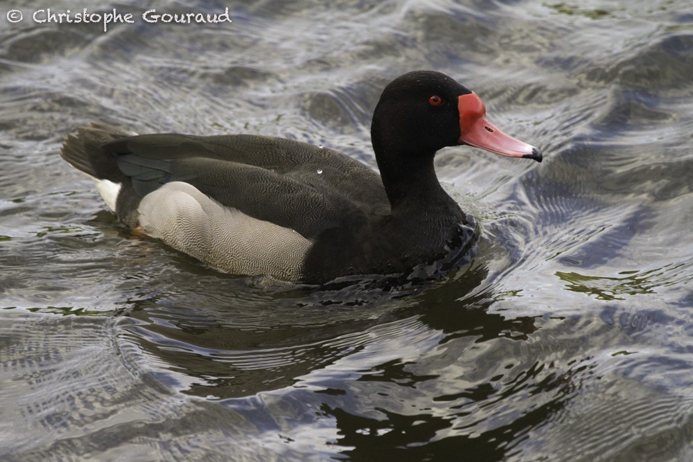 Rosy-billed Pochard - ML205193421