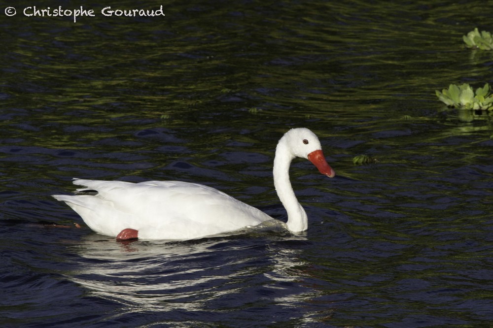 Coscoroba Swan - ML205193451