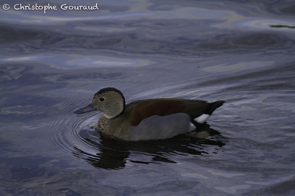 Ringed Teal - ML205193471