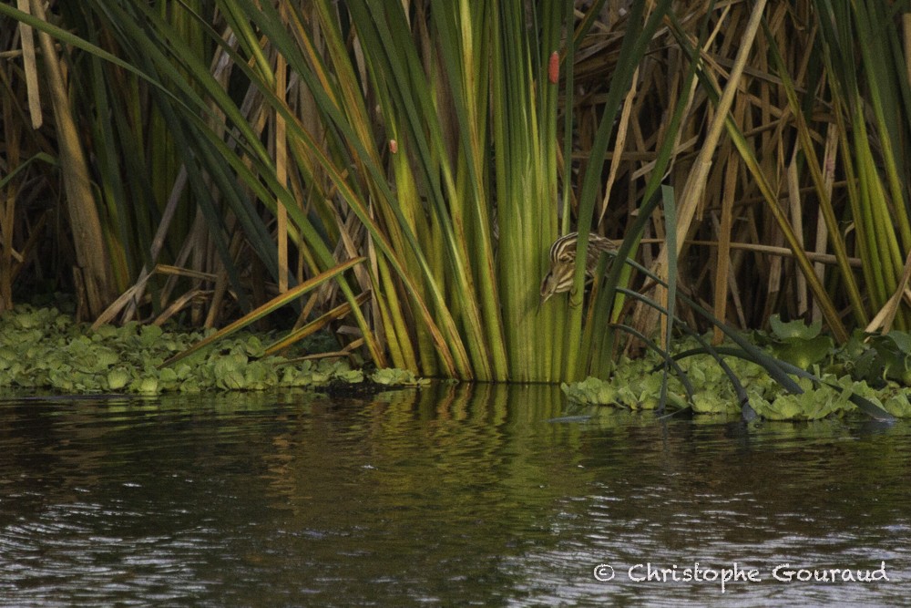 Stripe-backed Bittern - ML205193501