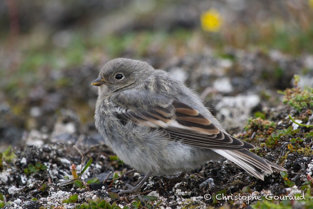 Snow Bunting - Christophe Gouraud